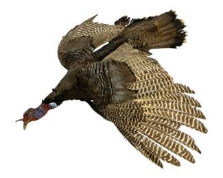 5206 - Taxidermy Turkey on Branch - 46 x 52 x 42
