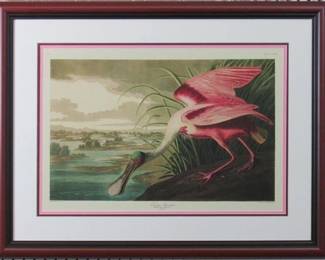 9055 - Roseate Spoonbill by John J Audubon (Description): 31.5 X 24.5