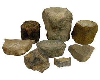 4041 - Shark/Whale Vertebrate Pieces