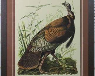 9057 - Wild Turkey by John J Audubon (Description): 31.5 X 36.5
