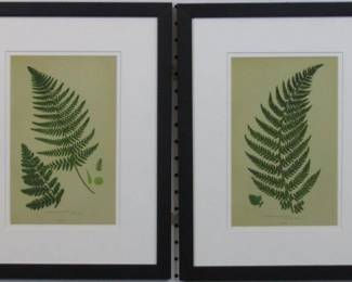 9109 - Set of 2 Ferns (Description): 12.5 X 16.5