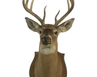 5207 - Taxidermy Deer Head Shoulder Mount (Description): 14.5 Spread 15 x 39 x 24