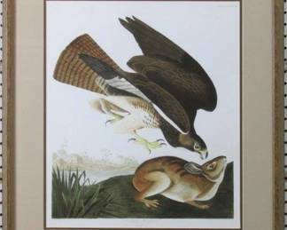 9061 - Common Buzzard by John J Audubon (Description): 24 X 26.5