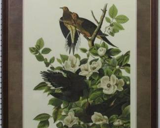 9089 - Carolina Pigeon Giclee by John J Audubon (Description): 29 X 36.5