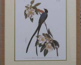 9020 - Fork Tailed Fly Catcher by John J Audubon (Description): 20.5 X 25.5