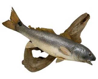 5203 - Taxidermy Fish on Driftwood - 26 x 24