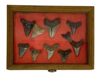 4039 - Glass Display Case w/ Shark Teeth - 12 x 9