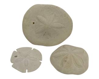 5340 - 3 Sand Dollars