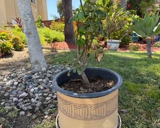 Fig tree in large clay pot