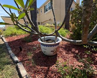 Plumeria in beautiful Asian inspired pot.