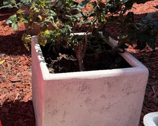 Roses in concrete planter multiple