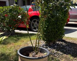 Mature rose bush in clay pot.