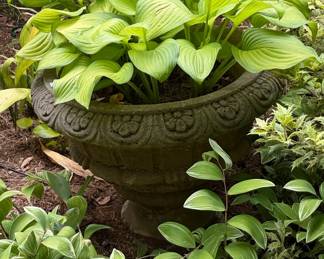 Cast Stone Urn Planter with Hosta Plants