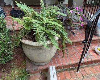 Large Concrete Planter with Ferns and Purple Flowers