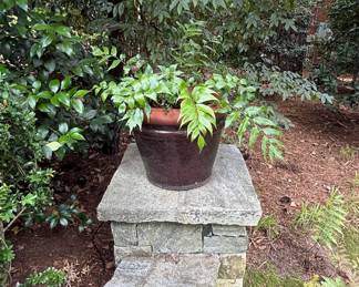 Japanese Holly Fern (Cyrtomium falcatum) in Glazed Terracotta Planter on Stone Pedestal