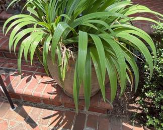 Large Liriope (Green) in Terracotta Pot