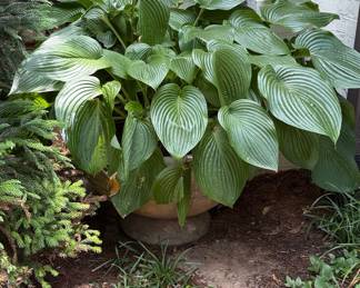 Hosta 'Sum and Substance' in Planter