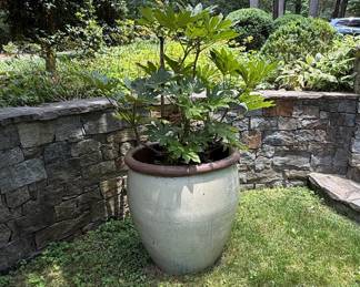 Large Glazed Ceramic Planter Pot with Fatsia Japonica Plant