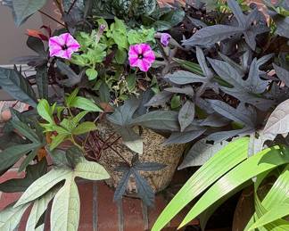 Ornamental Sweet Potato Vine 'Blackie' and Pink Petunia Planter