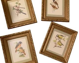 343 - 4 Antique Framed Bird Prints - 13 x 11