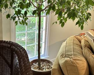 Potted indoor ficus tree