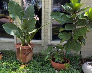 large potted plants ( YOU MUST BE ABLE TO LOAD THESE YOURSELF)