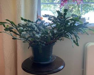 Christmas Cactus