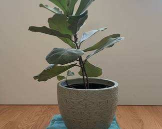 Fiddle Leaf Fig Plant in Decorative Pot