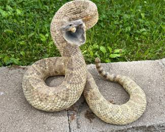 RATTLESNAKE TAXIDERMY