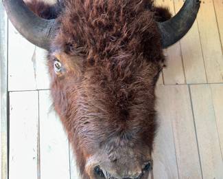 BUFFALO MOUNT