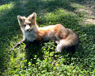 FOX TAXIDERMY