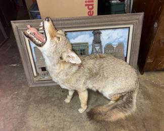 COYOTE TAXIDERMY