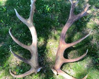 ELK HORNS