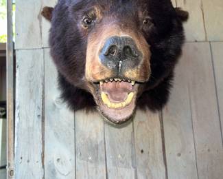 BEAR MOUNT