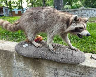 RACOON TAXIDERMY