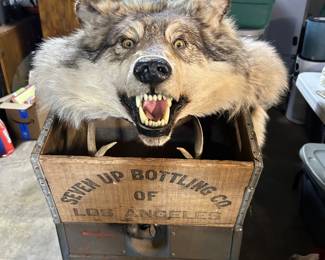 WOLF TAXIDERMY