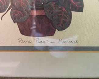 Prayer Plant Maranta Lithograph second image