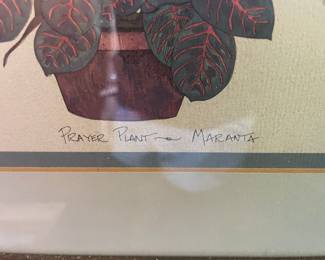 Prayer Plant - Maranta Lithograph