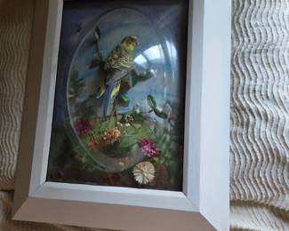  Victorian taxidermy bird
