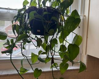 Hanging Plants
