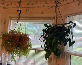 Plants