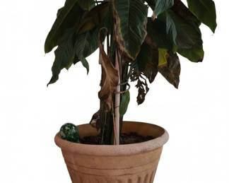Large Potted Peace Lily Plant