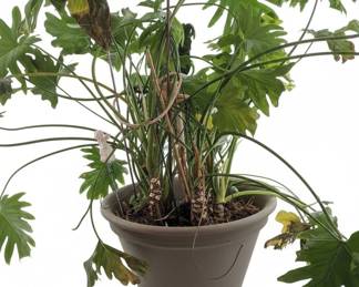 Philodendron bipinnatifidum Lacy Tree Philodendron
