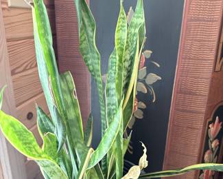 Sansevieria trifasciata 'Laurentii' (Snake Plant)