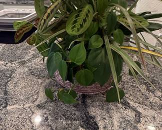 Assorted Potted Houseplants
