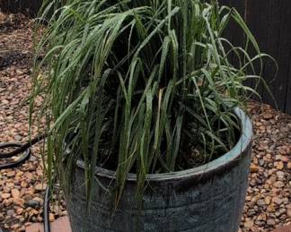 Large Glazed Ceramic Planter with Grass