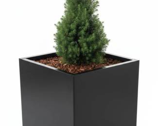 Modern Black Square Steel Planter with Juniper Tree