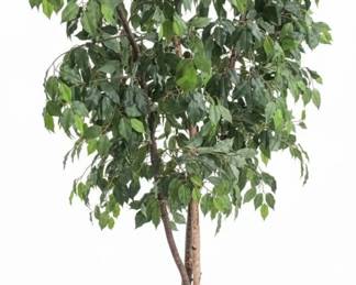 Artificial Ficus Tree in Wicker Basket
