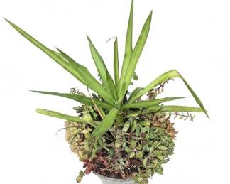 Yucca and Succulent Mixed Planter
