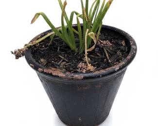 Terracotta Planter with Ficus Plant